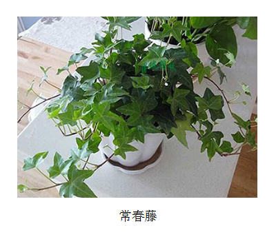 小型盆栽(圖2)