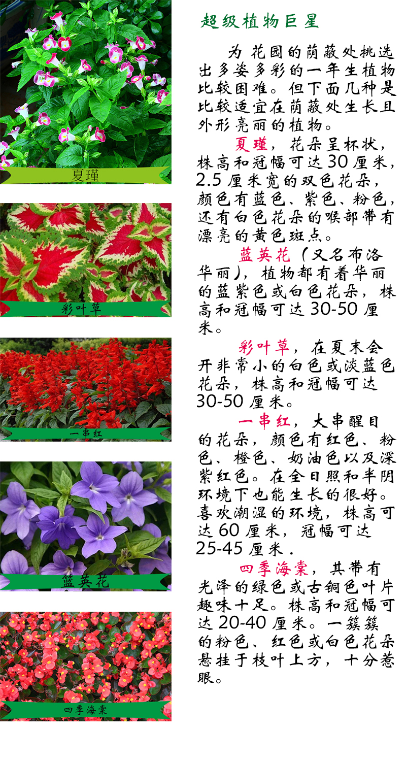 適宜種植在蔭蔽處的幾種草本花卉(圖1)